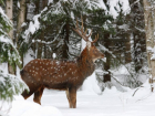 На Ставрополье браконьеры убили двух пятнистых оленей