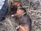 Трогательная до слез история случилась с двумя псами в преддверии Года собаки в Ставрополе