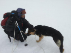 Немецкую овчарку нашел альпинист на высоте около шести тысяч метров