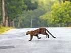 Трасса Кисловодск-Сочи, пока не прошедшая экологическую экспертизу, может уничтожить популяцию леопардов