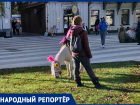 Жительница Ставрополя возмущена выпасом пони на газоне в центре города