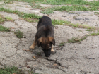 Застрявшего щенка вытащили из подвала ставропольской многоэтажки