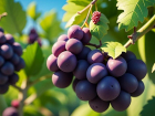 Стало известно, к каким сортам винограда стоит присмотреться дачникам Ставрополья