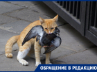 Охотник за котами терроризирует село на Ставрополье