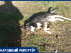Ветеран Великой Отечественной войны просит спасти раненую бездомную собаку в Ставрополе