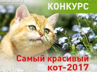 Объявляем победителей конкурса "Самый красивый кот-2017"