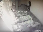 Задушил котенка и избил воспитанницу: вахтер в ставропольском детдоме набедокурил на увольнение