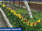 Тюльпанные воры возмутили жителей Ставрополя