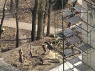 Вырублены живые деревья: жители домов у Дубовой рощи в Ставрополе провели независимую экспертизу