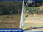 «Каждый раз возвращаюсь домой со страхом»: жители Ставрополя пожаловались на стаи бродячих собак