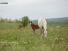Министр сельского хозяйства Ставрополья сообщил о здоровом состоянии лошадей на скандальной конеферме