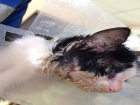 Котенка с черепно-мозговой травмой нашли в Невинномысске 