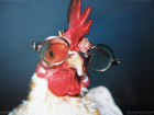 УФАС признала незаконным повышение цен на курятину