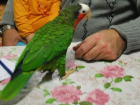 В небе Георгиевска ищут попугая стоимостью 50 тыс рублей