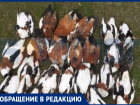 «Десятки вновь погибших и сотни не собранных с зимы»: охотники обнаружили туши диких животных на Ставрополье
