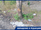 «Что вы делаете, варвары»: в Лермонтове могут погибнуть деревья при благоустройстве сквера за 126 миллионов