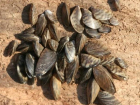 Моллюски засорили подающие воду трубы Сенгилеевского водохранилища