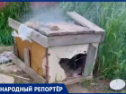 Неизвестные подожгли будку с щенками в Ставрополе 