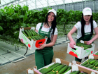 Белгородская область будет закупать овощи на Ставрополье