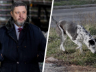 Глава Кировского округа обвинил федеральные власти в бездействии в отношении бродячих собак