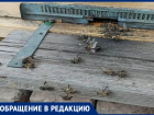 «Больше не жужжат»: массовой мор пчел произошел в Ипатовском округе
