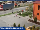 В Ставрополе жителей 204 квартала терроризируют бродячие собаки  