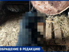 Жительница села на Ставрополье жестоко расправилась с собакой и пообещала повторить