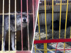 Зверинец или комнаты пыток: жители Пятигорска шокированы содержанием животных 