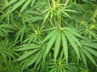 В Предгорном районе двое подростков собрали урожай марихуаны 