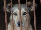 На Ставрополье убийца собак ответит по закону