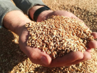 Торговца зерном на Ставрополье заподозрили в сокрытии более 145 миллионов рублей от налоговой