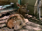 Страусята эму и олененок родились в зоопарке ставропольского парка Победы