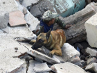 Собака, застрявшая между горячих труб, освобождена ставропольскими спасателями