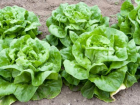 На Ставрополье увеличится производство салатных культур закрытого грунта