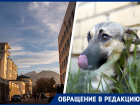 «Мы чудом спаслись»: стая собак напала на мать с 9-месячным ребенком в Железноводске