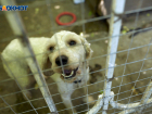 Порядок выявления немотивированной агрессии у собак утвердили на Ставрополье