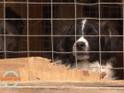 Не хватает полмиллиона: более 600 питомцев приюта для животных в Ставрополе могут оказаться на улице