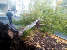 Сильный ветер повалил большое дерево во дворе многоэтажки в Ставрополе