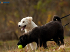Дополнительные 16 миллионов хотят выделить на решение «собачьего» вопроса после смерти 9-летней девочки в Ставрополе 