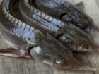 В Пятигорске амнистировали продавца вымирающей рыбы