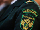 Росприроднадзор займется проверкой законности спиливания дуба в станице Курская