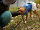 Более 5 тысяч бездомных собак хотят отловить власти Ставрополья в 2026 году 