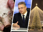 Одни свиньи болеют, других спасает губернатор, а главная елка Ставрополя под угрозой: вспоминаем громкие события недели