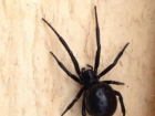 Фотография ядовитого паука напугала жителей Ставрополя