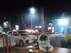 Фото пса, ночевавшего на столе ставропольского "Макдоналдса", взорвало интернет