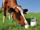 Масштабная молочная ферма на 4500 голов появится на Ставрополье