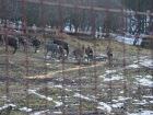 На Ставрополье заботятся о сохранении пятнистых и благородных оленей