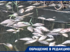 После массовой гибели рыбы из-за сброса сена русло реки очистили на Ставрополье