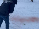 Хозяйку растерзавших 9-летнюю девочку собак задержали в Ставрополе