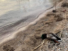 Множество мертвых уток обнаружили на берегу Новотроицкого водохранилища на Ставрополье